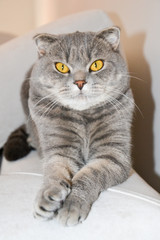 Gatto serio