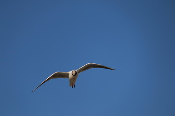 Mouette