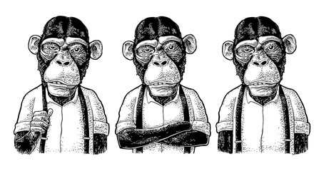 Obraz premium Małpi biznesmen w koszuli i pończochach. Różne pozy. Rytownictwo