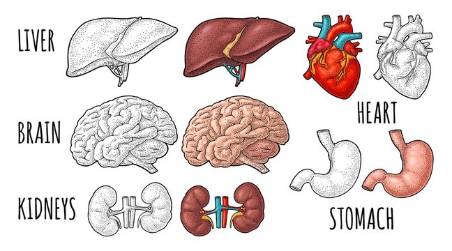 Human anatomy organs. Brain, kidney, heart, liver, stomach. Vector engraving