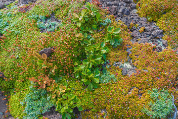 Pflanzen Struktur Farben