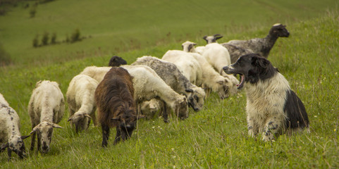 Nature landscape with flock of sheep close up