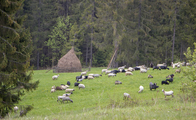 Nature landscape with flock of sheep close up