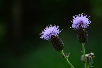 Lila blühende Distel oder Ackekratzdiestel im Sommer 