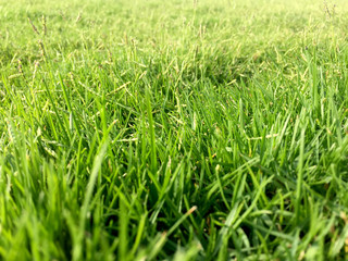 Close up of fresh grass