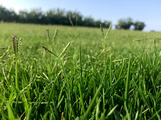 Field, trees and blue sky