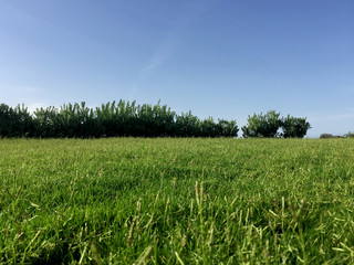 Field, trees and blue sky