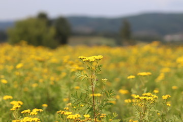 autumn landscape with blue sky and a field of common tansy