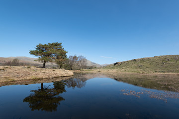 Fototapeta na wymiar Pure reflection of trees in blue pond and clear blue sky with type space in daylight, England