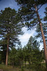 trees and blue sky