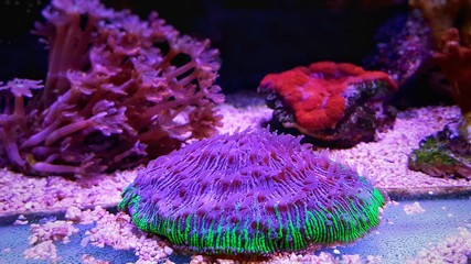 Fungia Plate LPS coral in reef aquarium © Kolevski.V