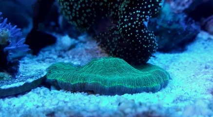 Fungia Plate LPS coral in reef aquarium © Kolevski.V