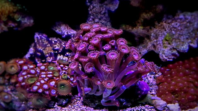 Colorful zoanthus polyp aquacultured in reef aquarium