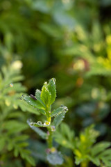 green leaf with water drops