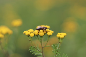 Bee collecting nectar from a common tansy