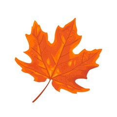 Maple leaf. Vector vintage color flat illustration.