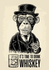 Fototapeta premium Dżentelmen małpa trzymający zegarek i ubrany kapelusz, garnitur. Rytownictwo