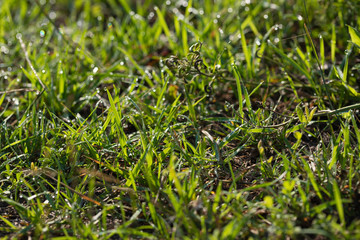green grass with water drops. green background