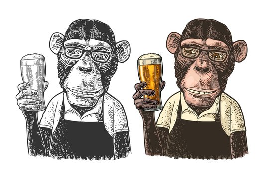Monkey dressed apron hold beer glass. Vintage color engraving