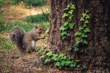 Tiny squirrel eats a walnut behind a tree
