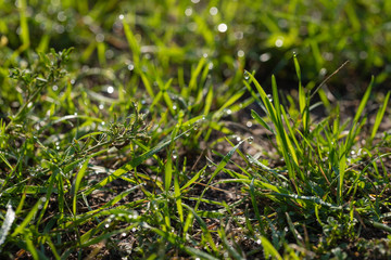 green grass with water drops