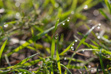 dew on the grass. early spring