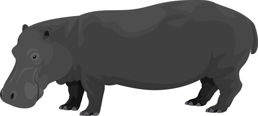 vector illustration of Hippopotamus