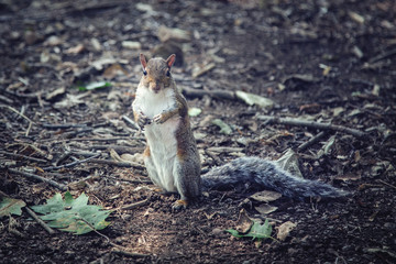Tiny squirrel stands curious in front of the camera