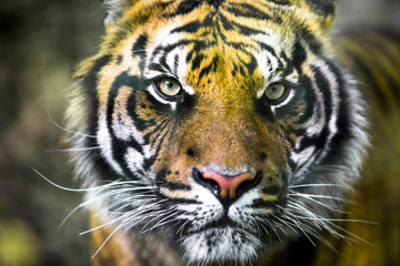close-up of a tiger that looks directly in camera