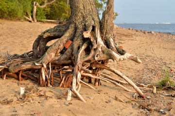 Tree roots close up.