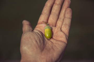 In the palm of a hungry man a raw acorn