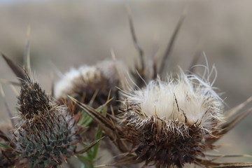 Thistle dried out