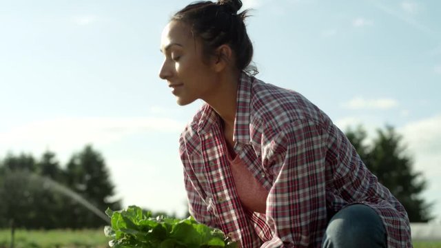 Beautiful young woman in plaid picks up a head of lettuce from the ground, wipes the dirt off, looks away from the camera and smiles while placing the lettuce in a basket