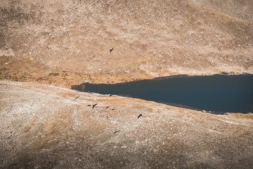 Ravens flying around Summit Lake near Mount Evans in Colorado. 