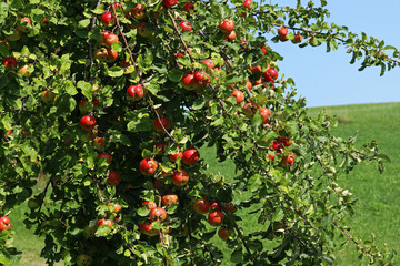 An einem Apfelbaum hängen viele reife Äpfel