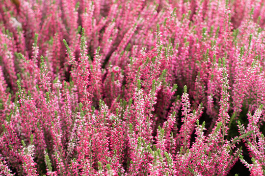 Flowering Heather Plant, Erica Flower, Calluna or Gardener Heather