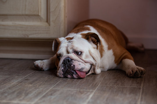 english bulldog stanco