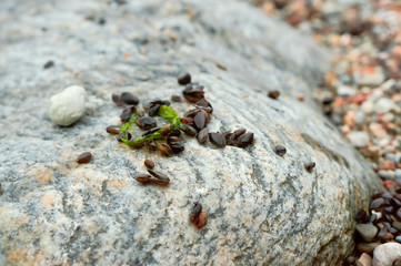Small shells and marine algae. Black sea shells. The green ooze of the sea.