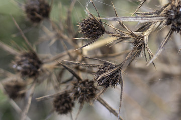 Dry  thistle with thorns