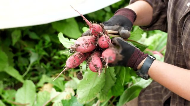 Gloved farmer bundles and ties soil covered radishes on an organic farm