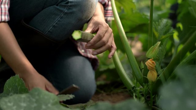 Low shot of a female farmer on an organic farm cutting a zucchini from the vine with a harvest knife
