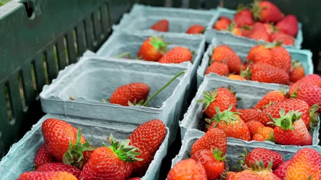 Close up shot of one gloved hand dropping organic strawberries into several different containers