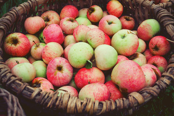 apples in basket on grass