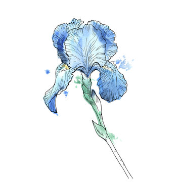 Iris flower isolated on white background. Hand drawn