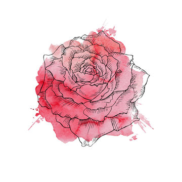 red rose hand drawn