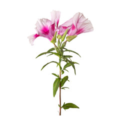 Godetia flower isolated. A branch of beautiful pink and purple spring flowers