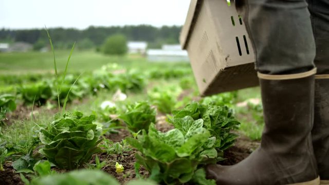 Low shot of a farmer with muddy boots, sifting through bundles of lettuce, slicing the best leaves with a small knife, and placing them in a basket