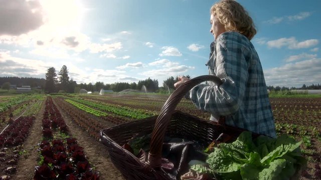 Tracking shot of a blonde female farmer carrying a basket of produce, walking through the fields of an organic farm