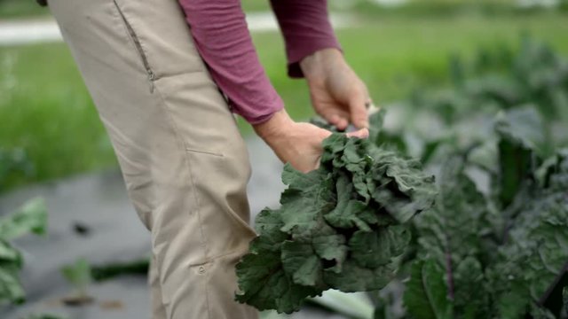 Female farmer leans over a field of kale and harvests matured leaves from the organic farm