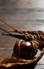 Geöffnete dunkel braune Kastanienfrucht im Herbst, close up, auf einem Hintergrund, Tisch aus...